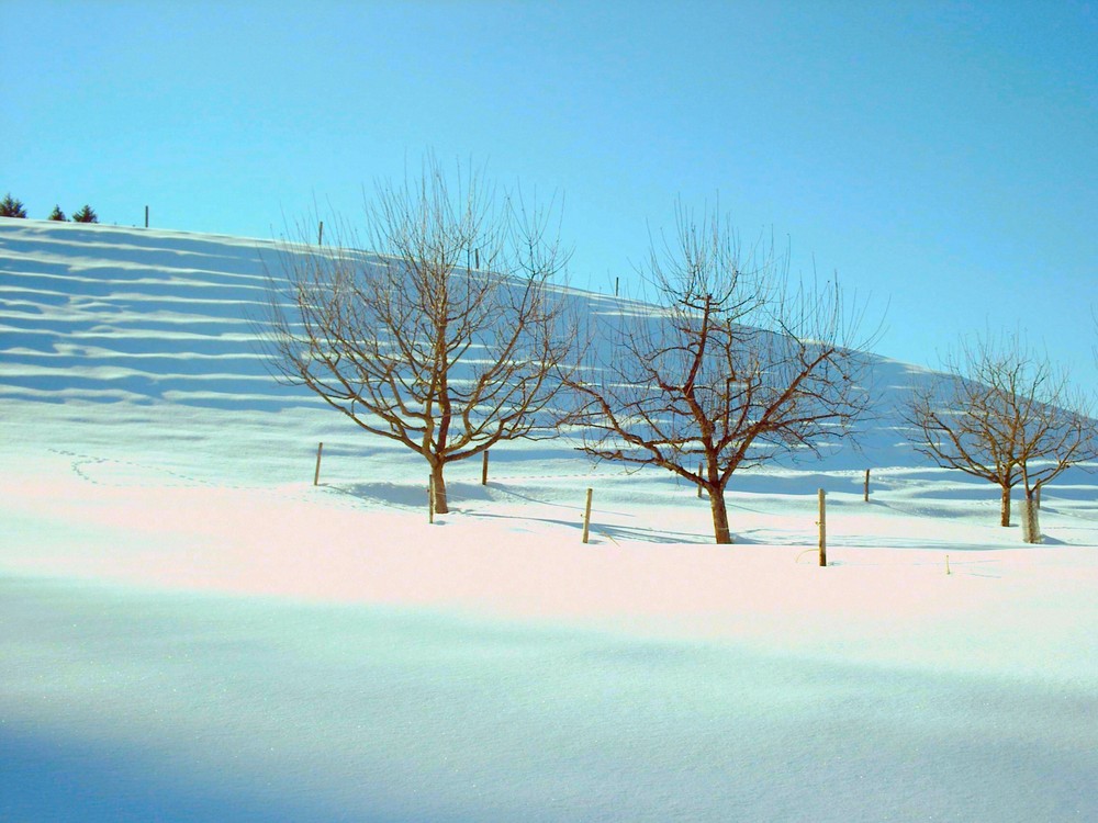Schneelandschaft in Bauma