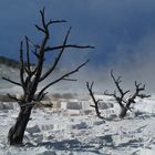 "Schneelandschaft" in Mammoth Hot Springs