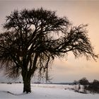 Schneelandschaft mit Baum