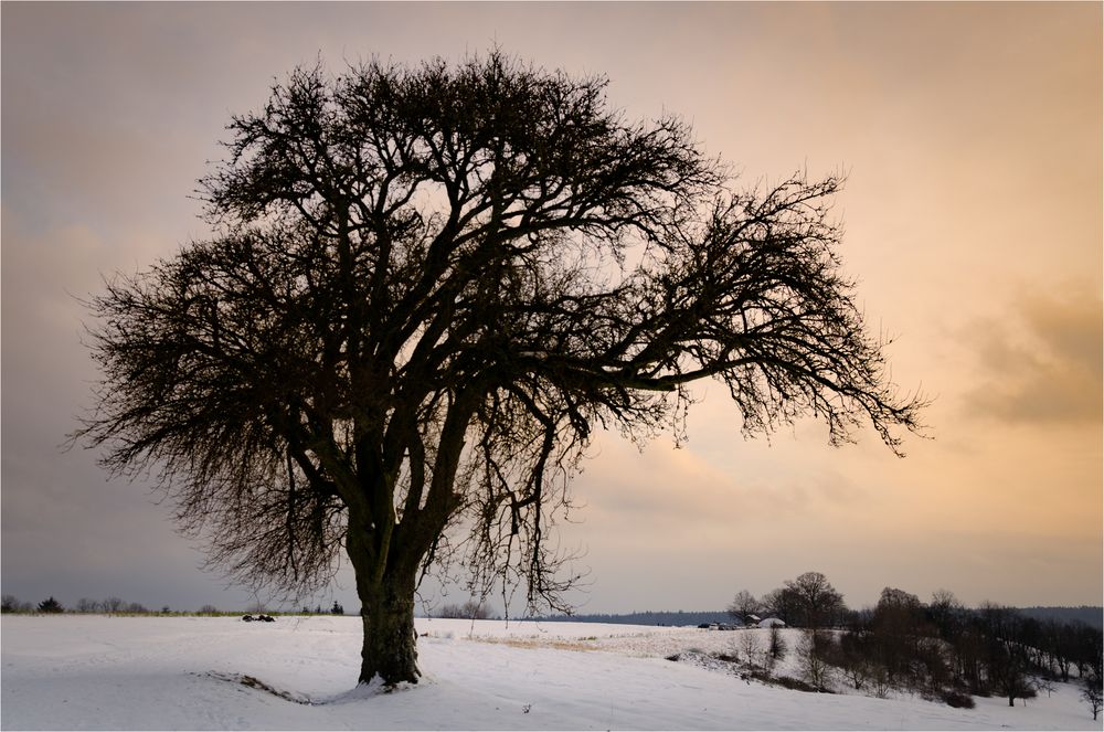 Schneelandschaft mit Baum