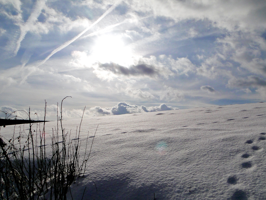 Schneelandschaft mit Busch