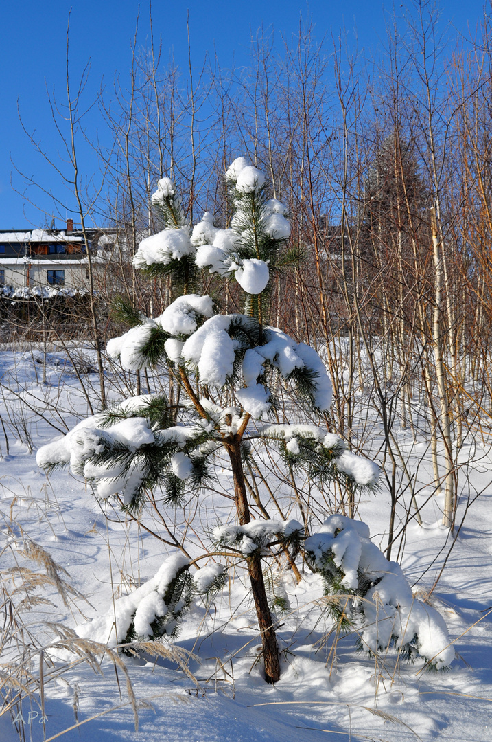 schneelastig** (2)