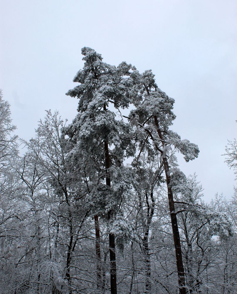 schneelastig