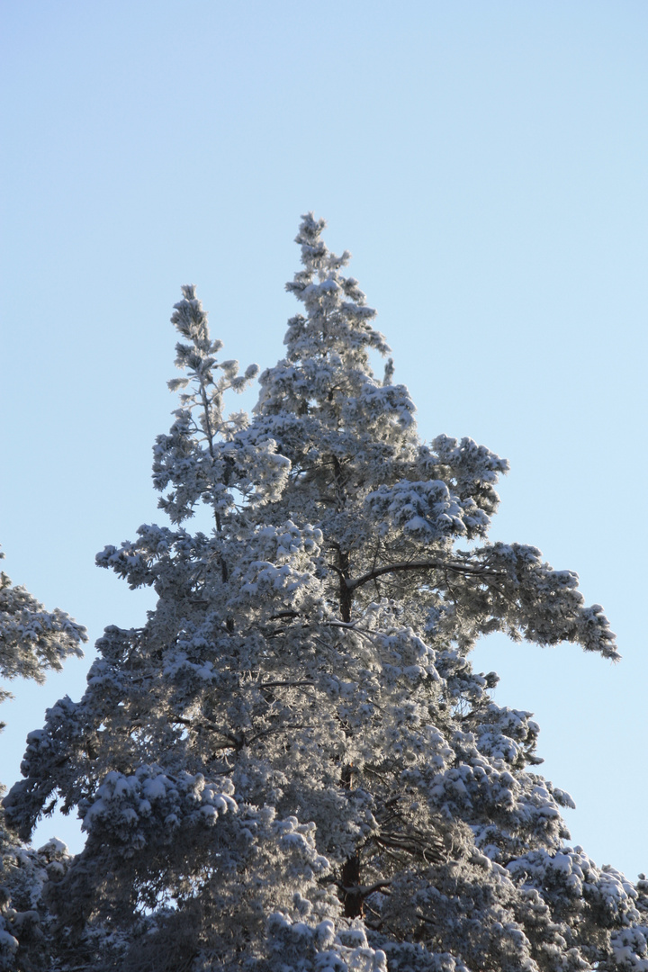 Schneelastig