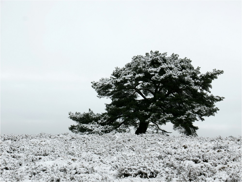 Schneelastig