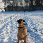 Schneelawine auf Hund