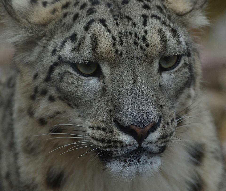 Schneeleo-Portrait