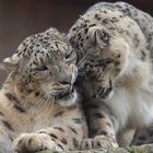 Schneeleopard-3 oder die Schmusekatzen