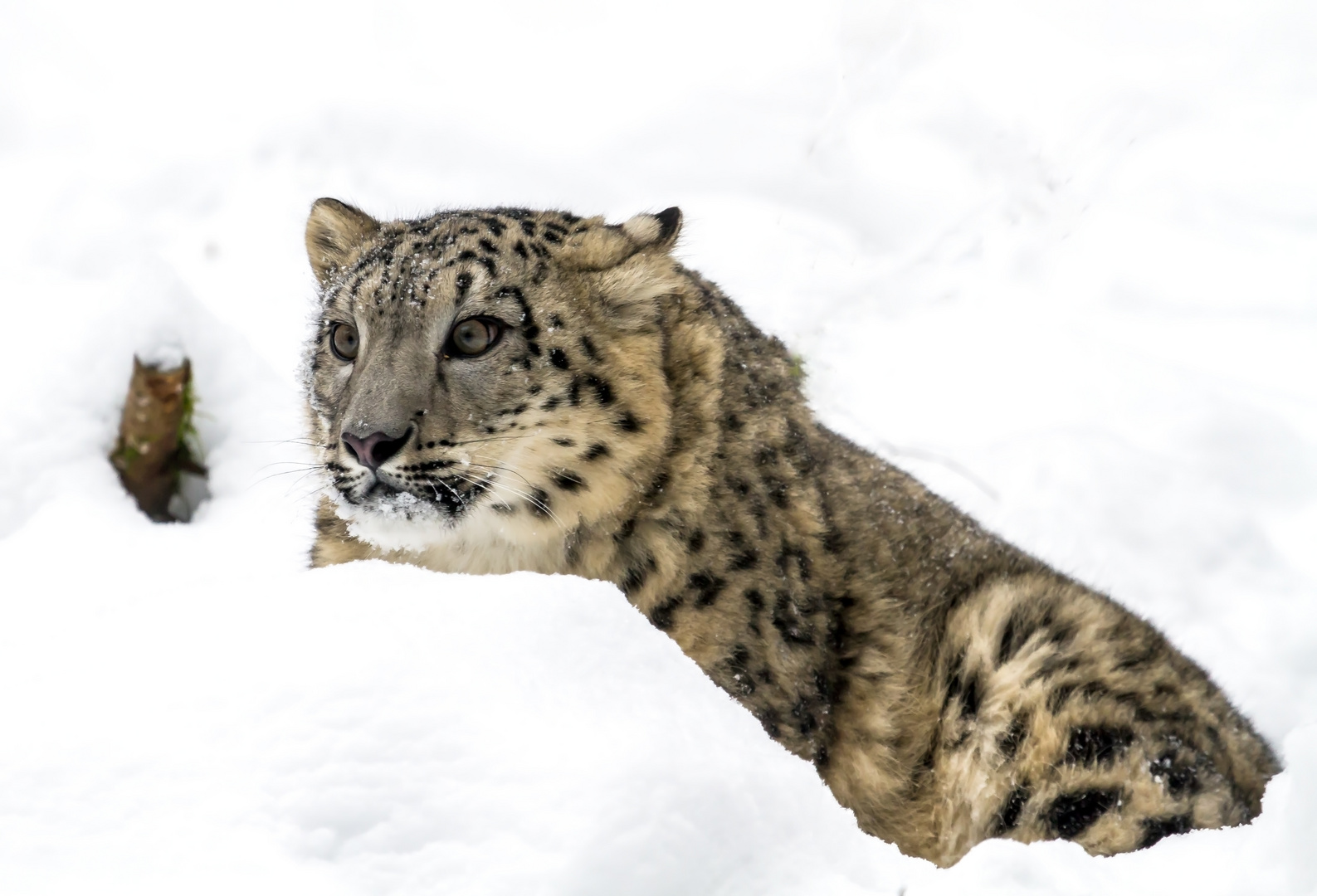 Schnee.........leopard