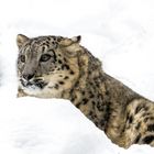 Schnee.........leopard