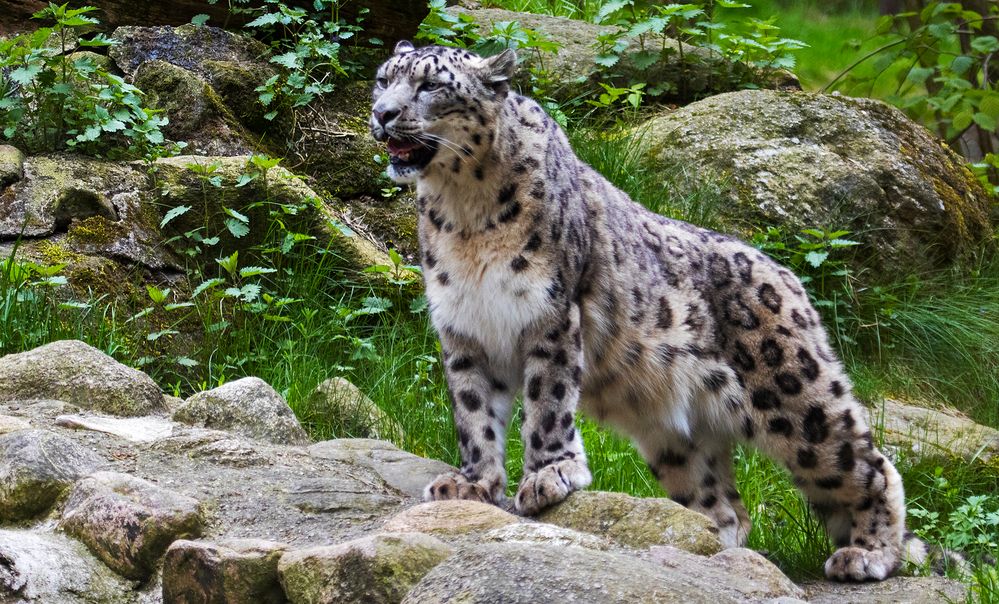 Schneeleopard Foto & Bild | landschaft, lebensräume, bäume Bilder auf