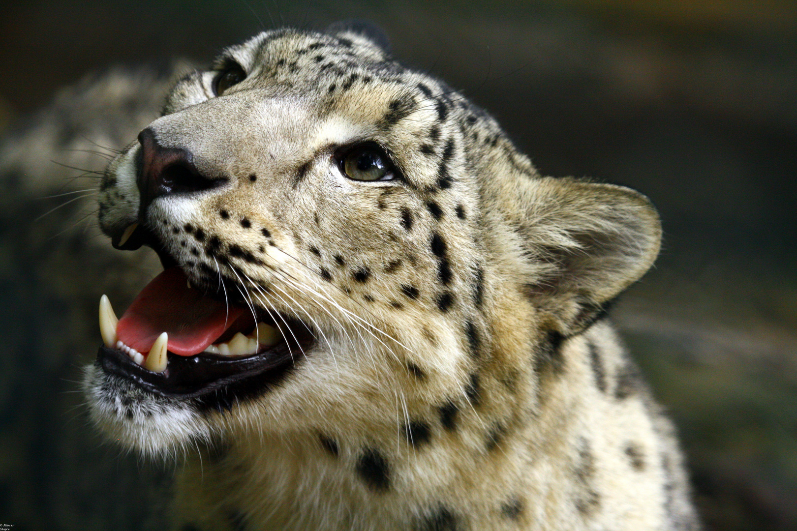 Schneeleopard Foto & Bild | tiere, zoo, wildpark & falknerei ...