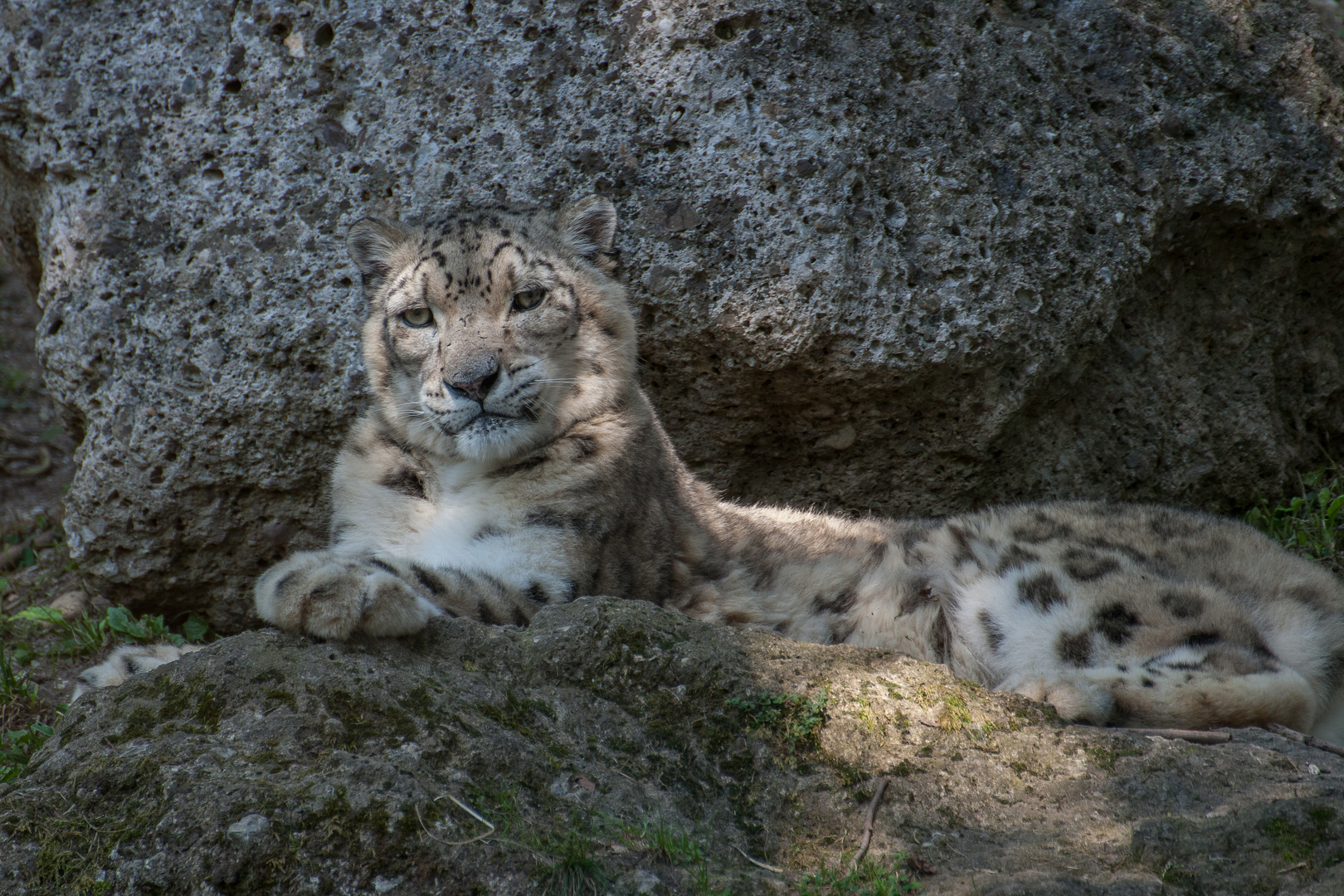 Schneeleopard