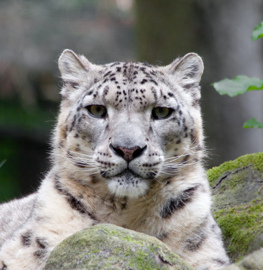 Schneeleopard Foto & Bild | tiere, zoo, wildpark & falknerei ...