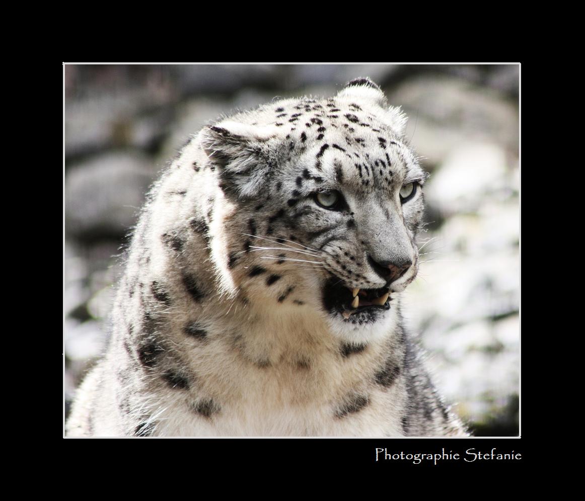 SchneeLeopard
