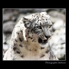 SchneeLeopard