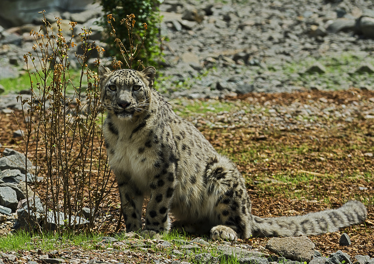 Schneeleopard