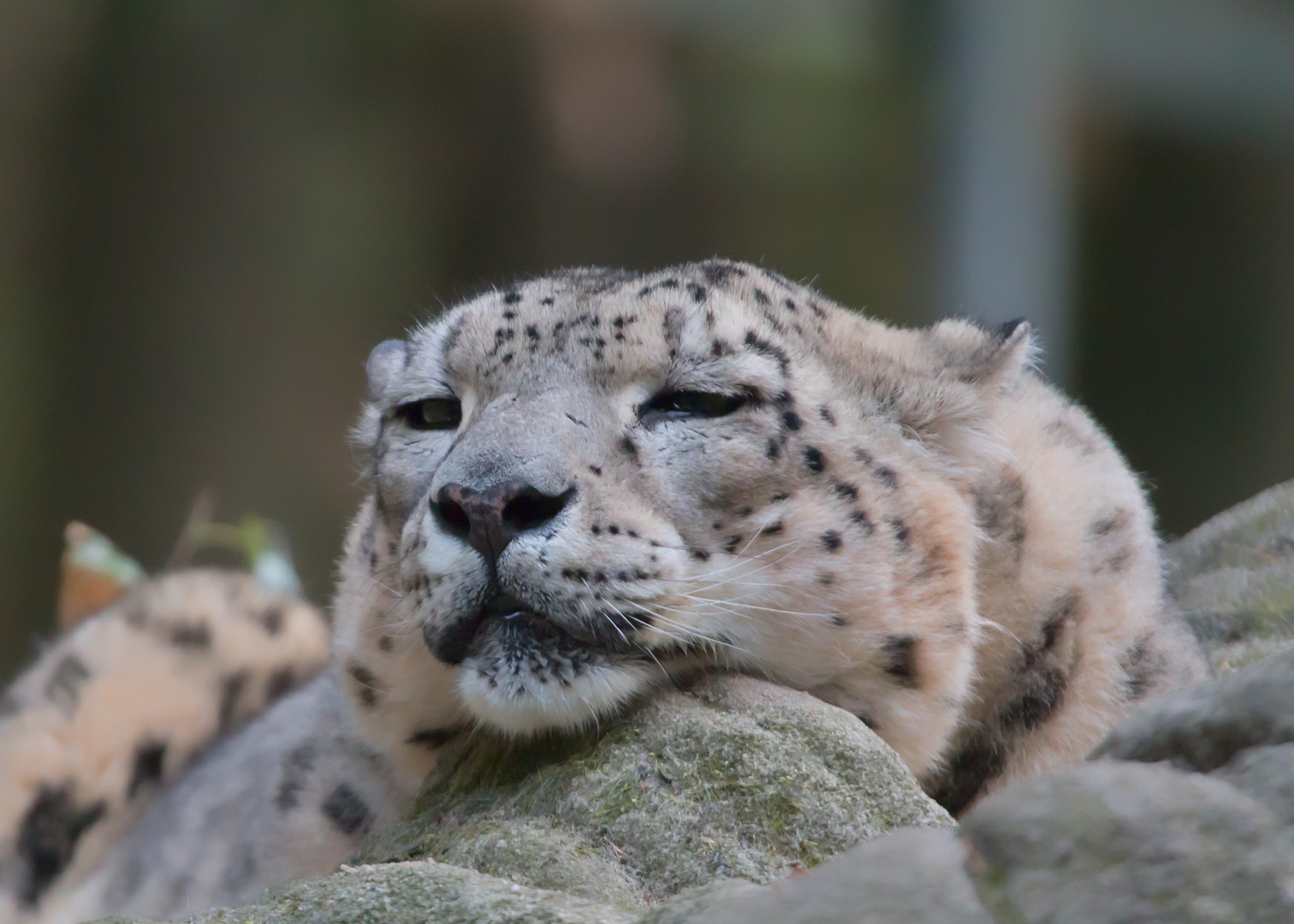 Schneeleopard Foto & Bild | tiere, zoo, wildpark & falknerei ...