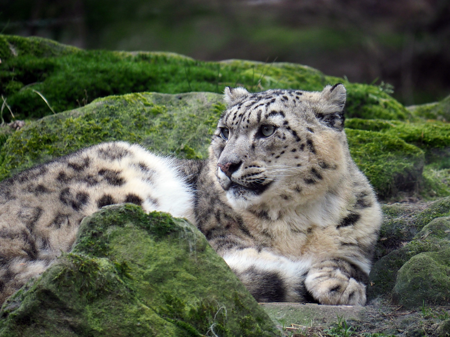 Schneeleopard Foto & Bild | tiere, zoo, wildpark & falknerei, natur ...