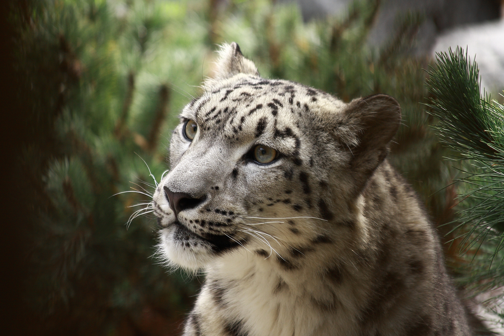 Schneeleopard Askar Zoo Leipzig