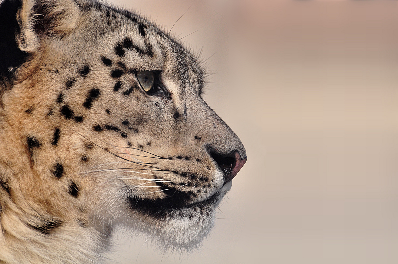 Schneeleopard Assam im Zoo Karlsruhe