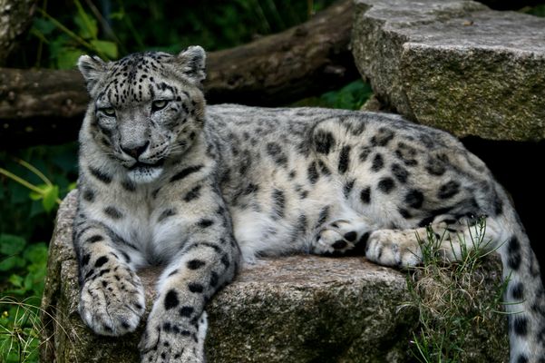 Schneeleopard ( Aufnahme Wilhelma Stuttgart)