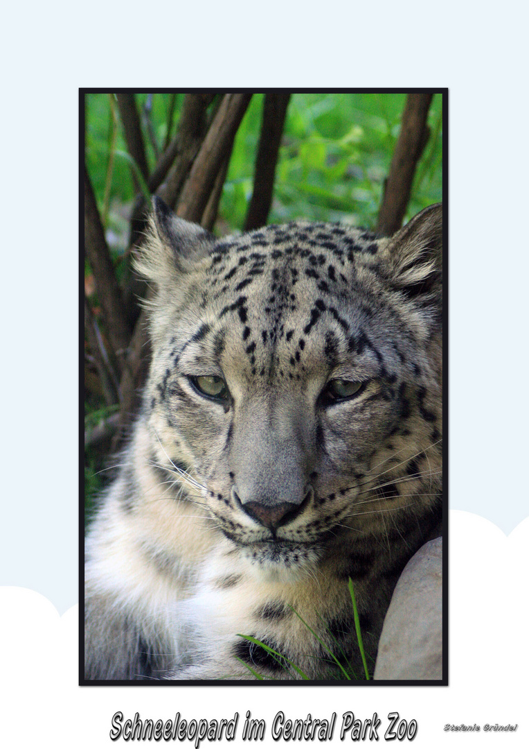 Schneeleopard aus dem Central Park Zoo