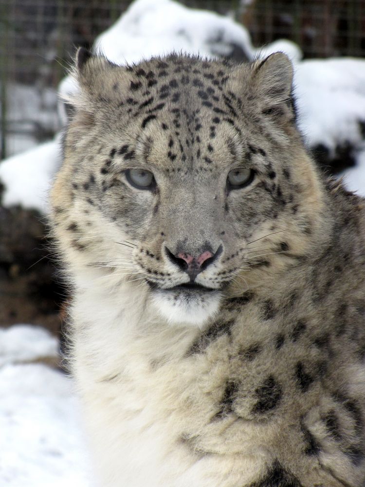 Schneeleopard aus dem Krefelder Zoo