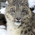 Schneeleopard aus dem Krefelder Zoo