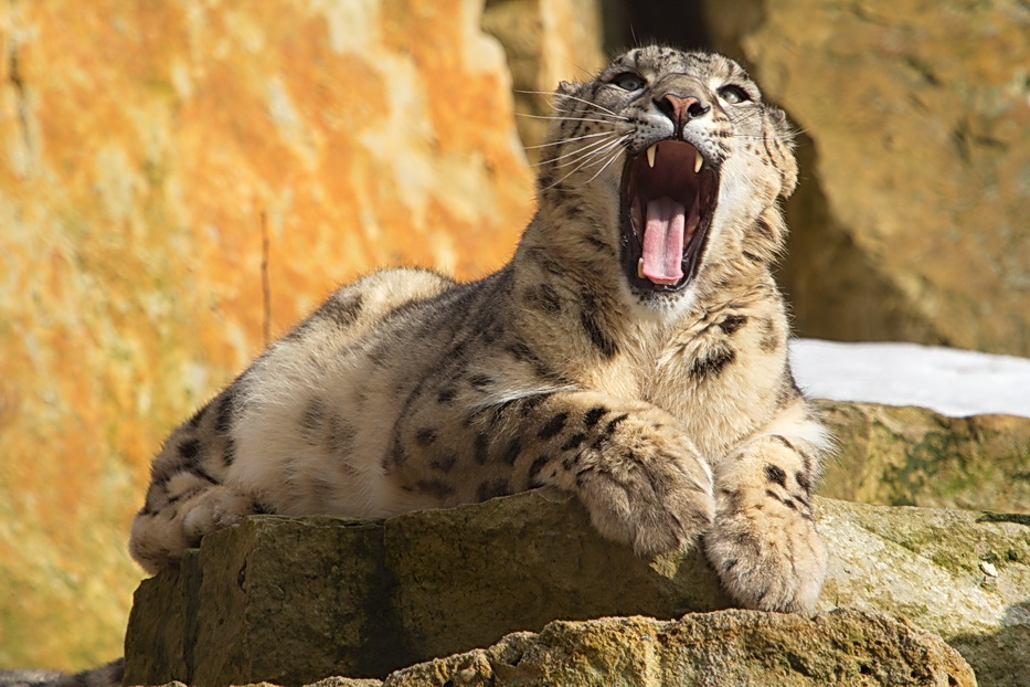 Schneeleopard aus dem Zoo Dresden