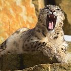 Schneeleopard aus dem Zoo Dresden