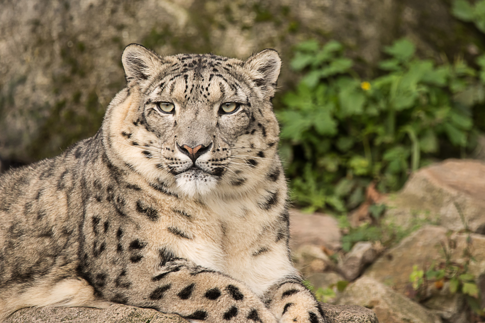 Schneeleopard aus dem Zoo Karlsruhe.