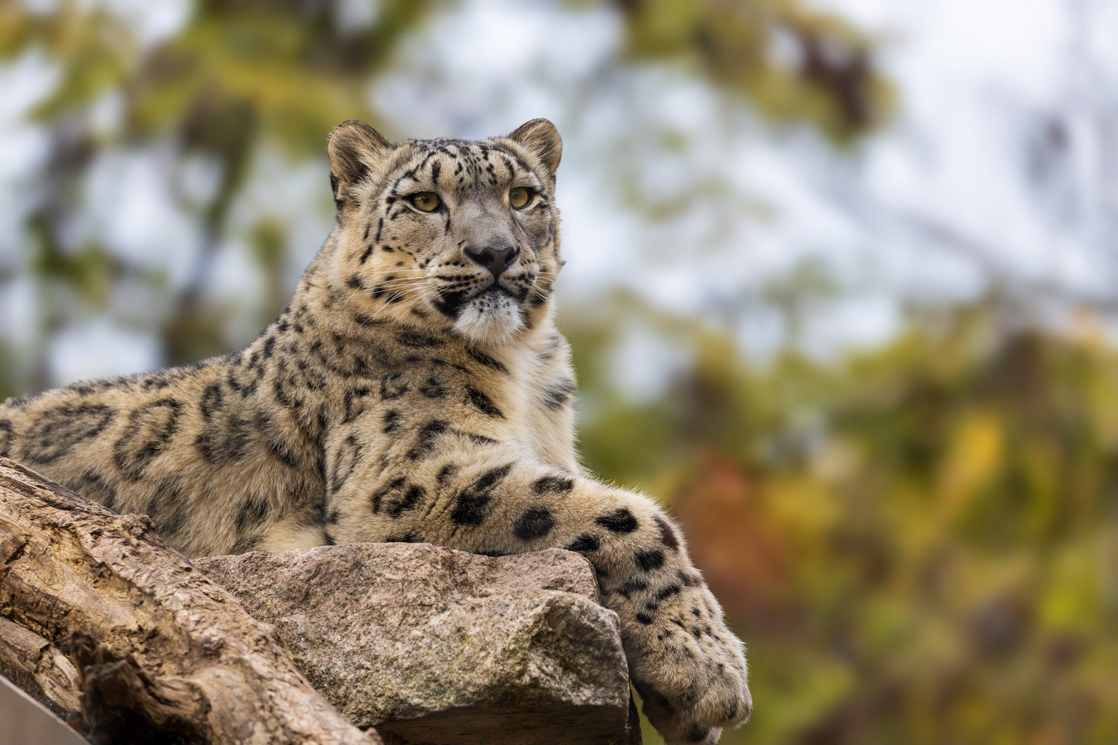 Schneeleopard Foto & Bild | tiere, zoo, wildpark & falknerei, tier