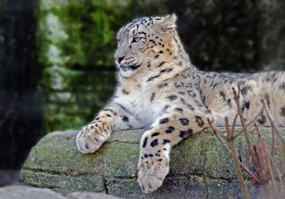 Schneeleopard beim Chillen...