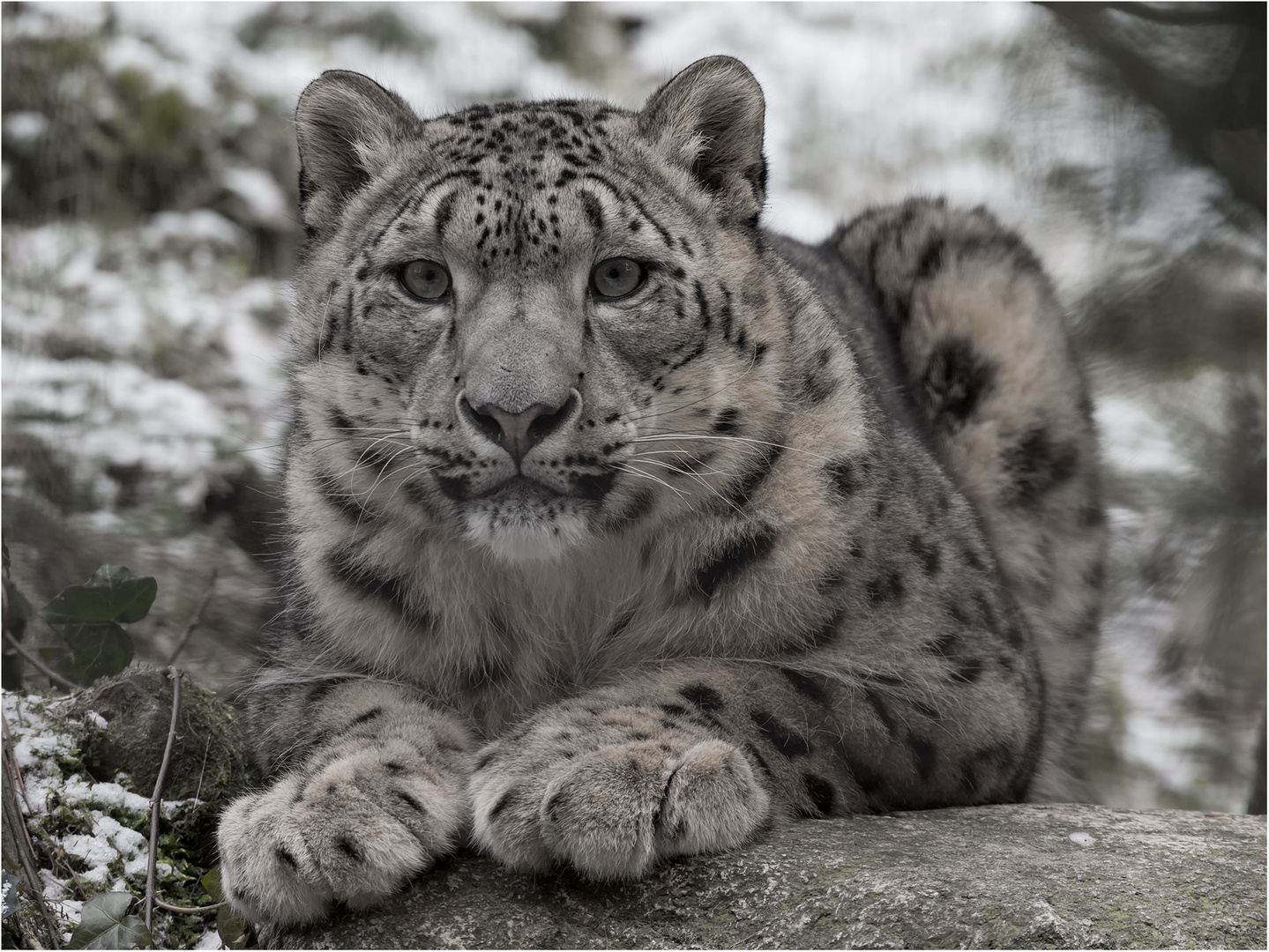 Schneeleopard Foto & Bild | nature, new, natur Bilder auf fotocommunity