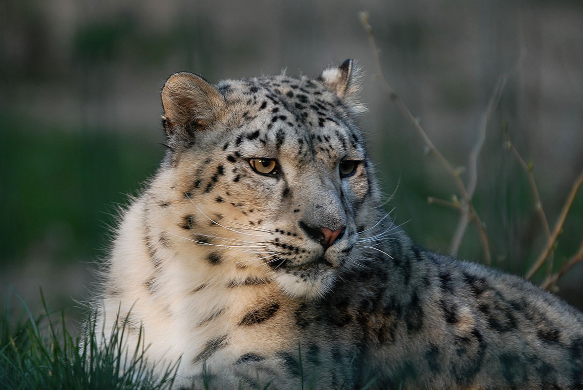 Schneeleopard Foto & Bild | natur, tiere, schneeleopard Bilder auf