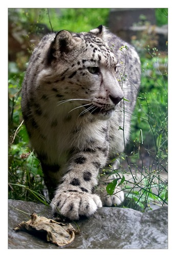 schneeleopard