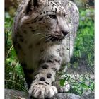 schneeleopard