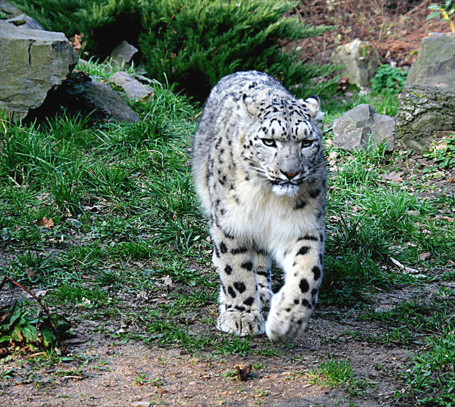 Schneeleopard etwas Schärfer