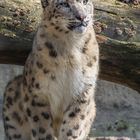 Schneeleopard im Basler Zoo