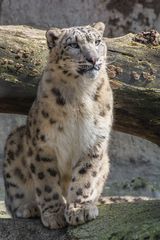 Schneeleopard im Basler Zoo