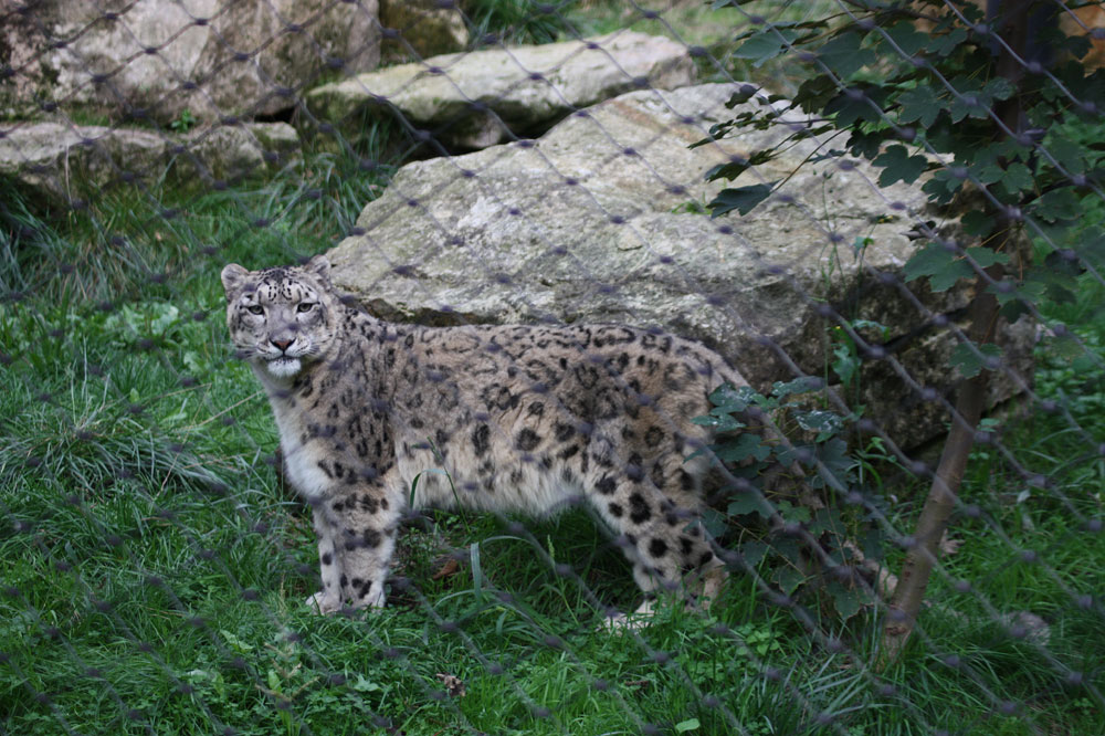 Schneeleopard im dresdner Zoo