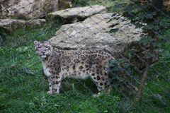 Schneeleopard im dresdner Zoo