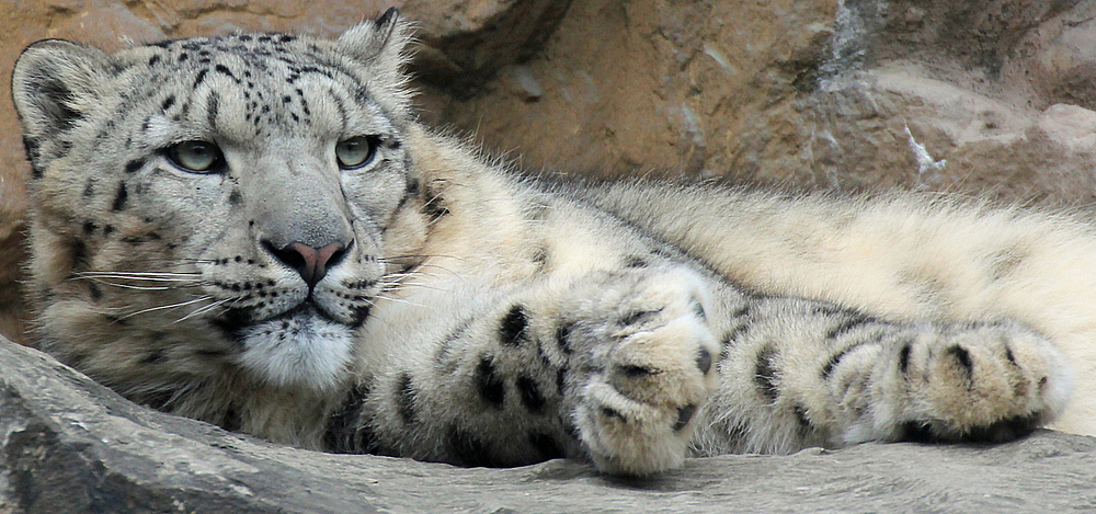 Schneeleopard im Kölner Zoo 3