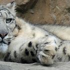 Schneeleopard im Kölner Zoo 3