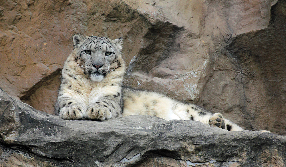 Schneeleopard im Kölner Zoo