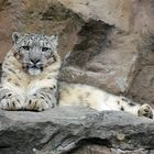 Schneeleopard im Kölner Zoo