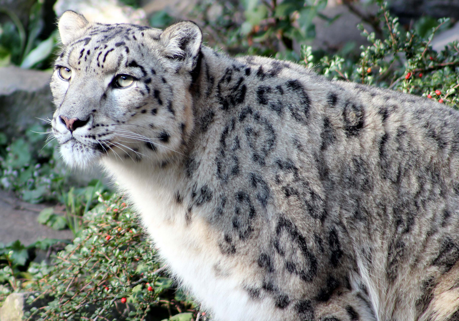 Schneeleopard im Kölner Zoo