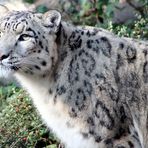 Schneeleopard im Kölner Zoo