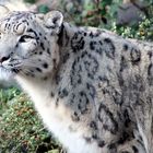 Schneeleopard im Kölner Zoo